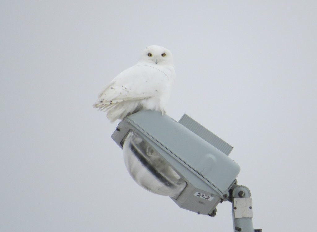 Snowy Owl