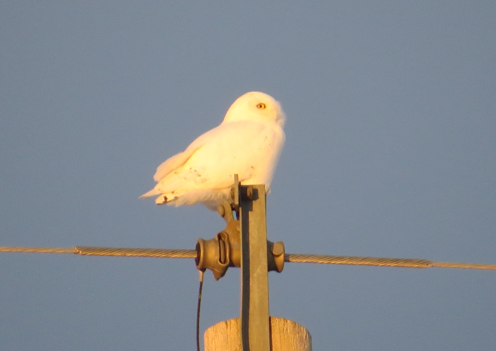 Snowy Owl