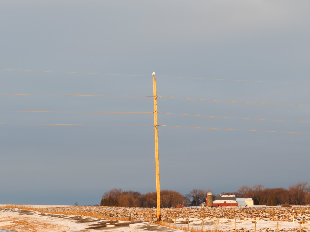 Snowy Owl