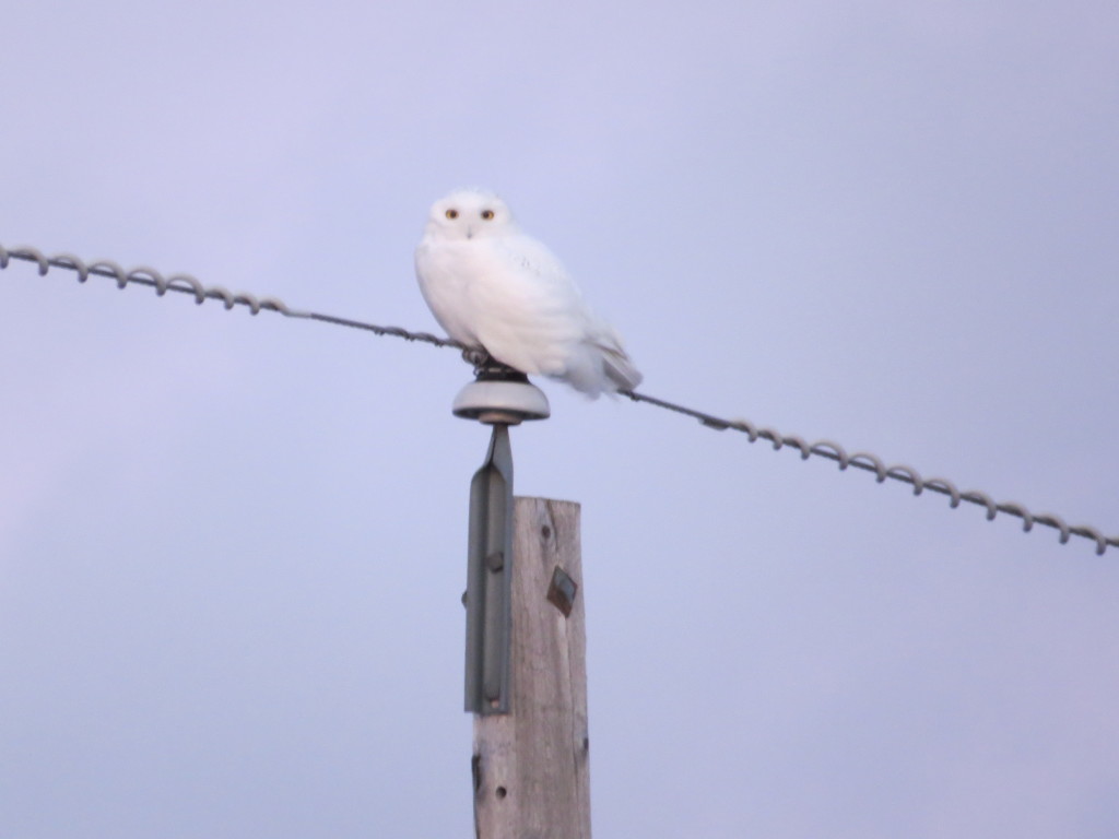 Snowy Owl