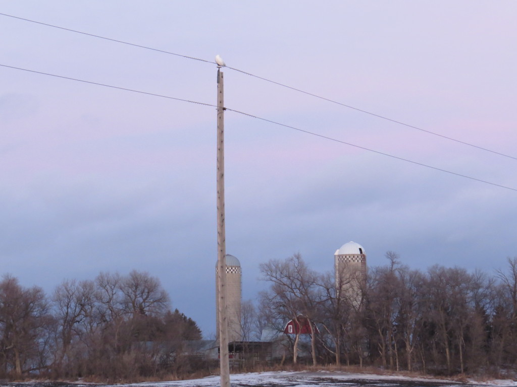 Snowy Owl barn