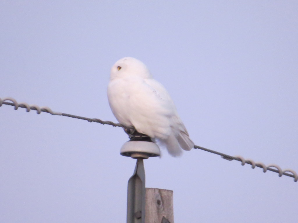 Snowy Owl