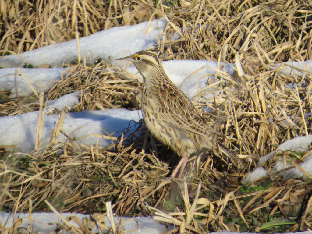 Western Meadowlark