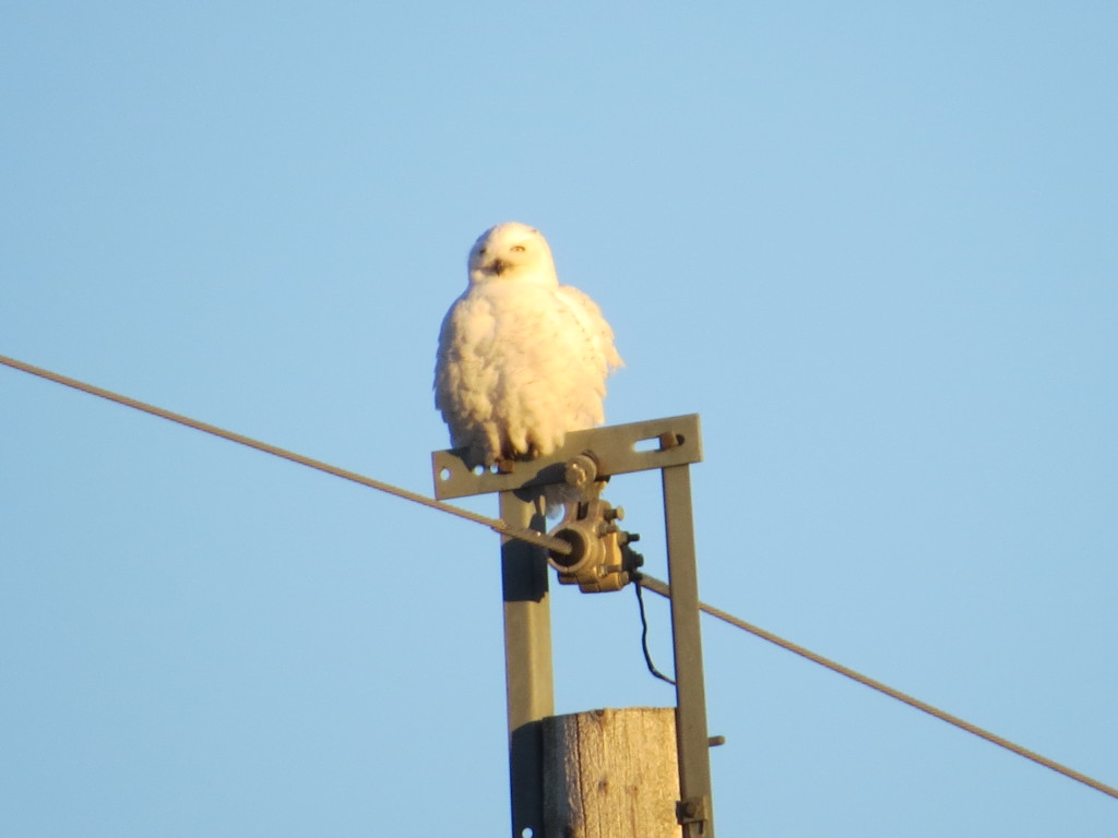 Snowy Owl