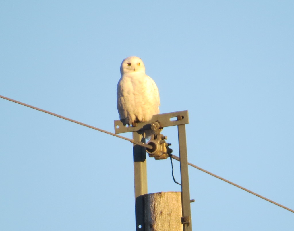 Snowy Owl