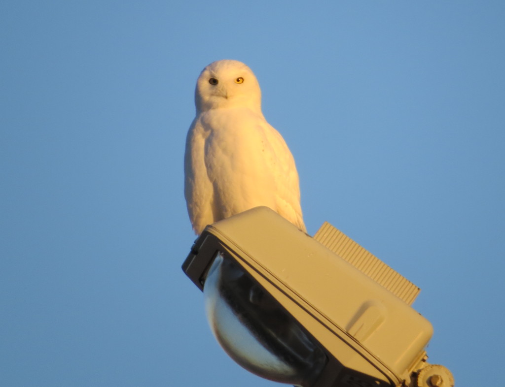 Snowy Owl