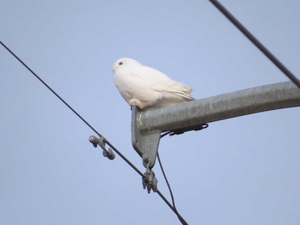 Snowy Owl Willmar