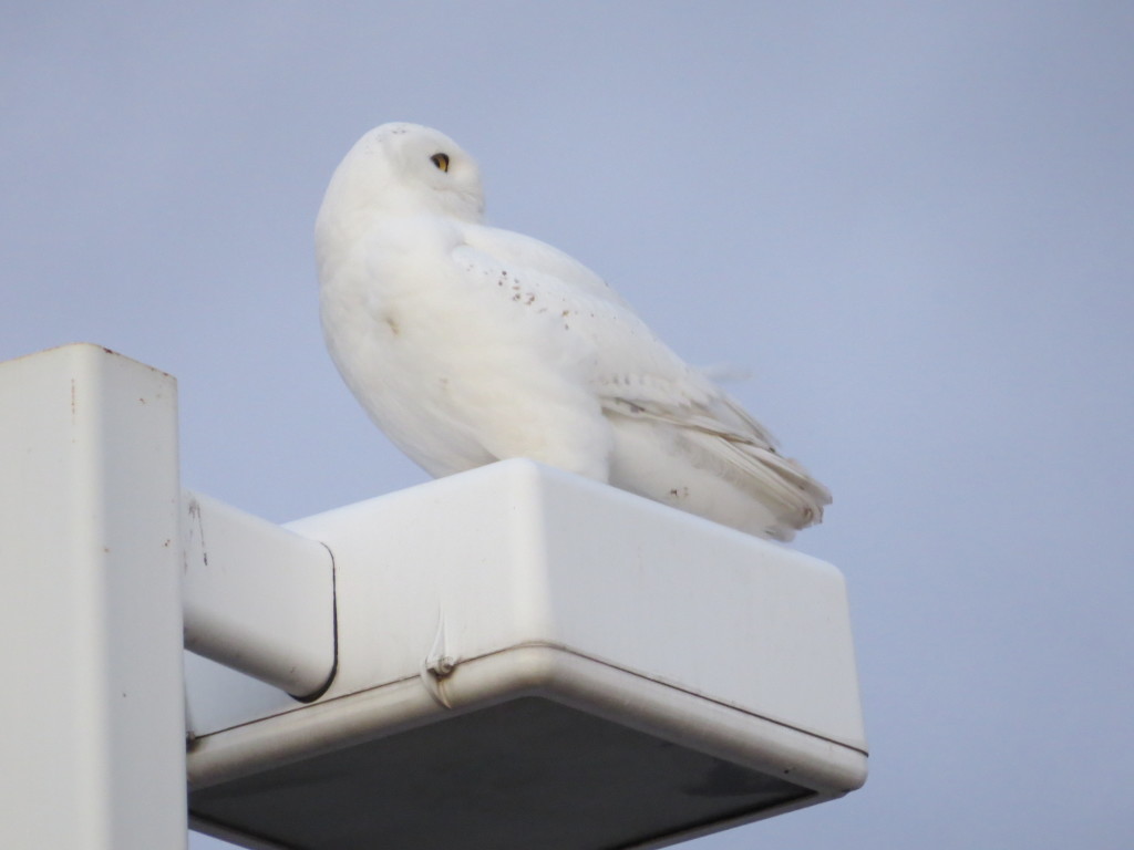 Wilbur Snowy Owl