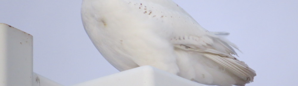 Wilbur Snowy Owl