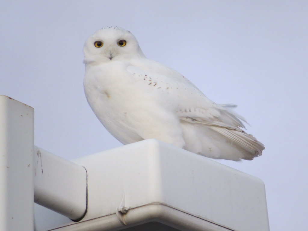 Wilbur Snowy Owl