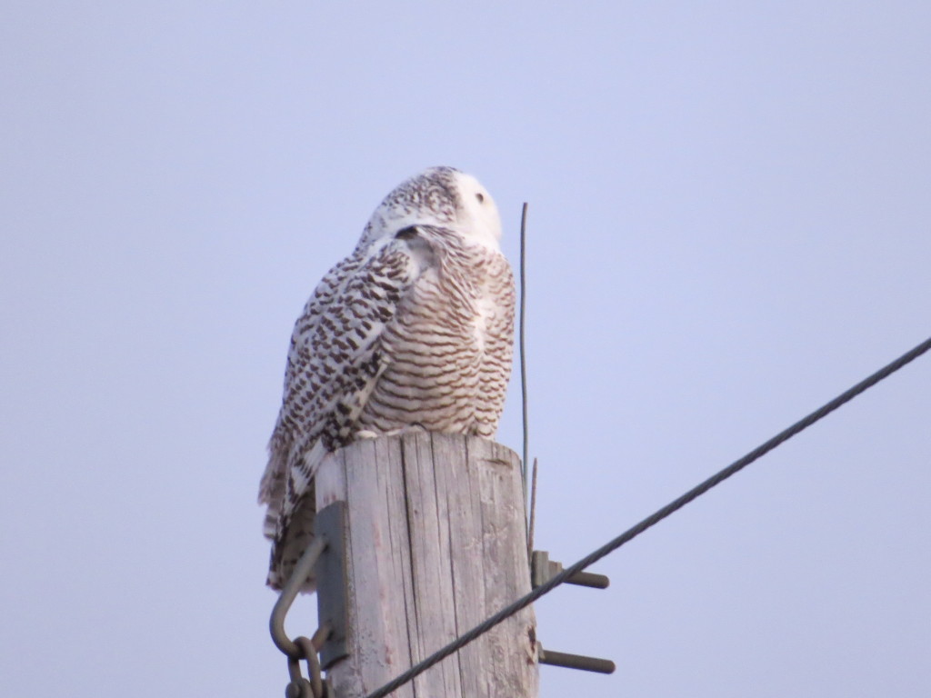 Willmar Snowy Owl