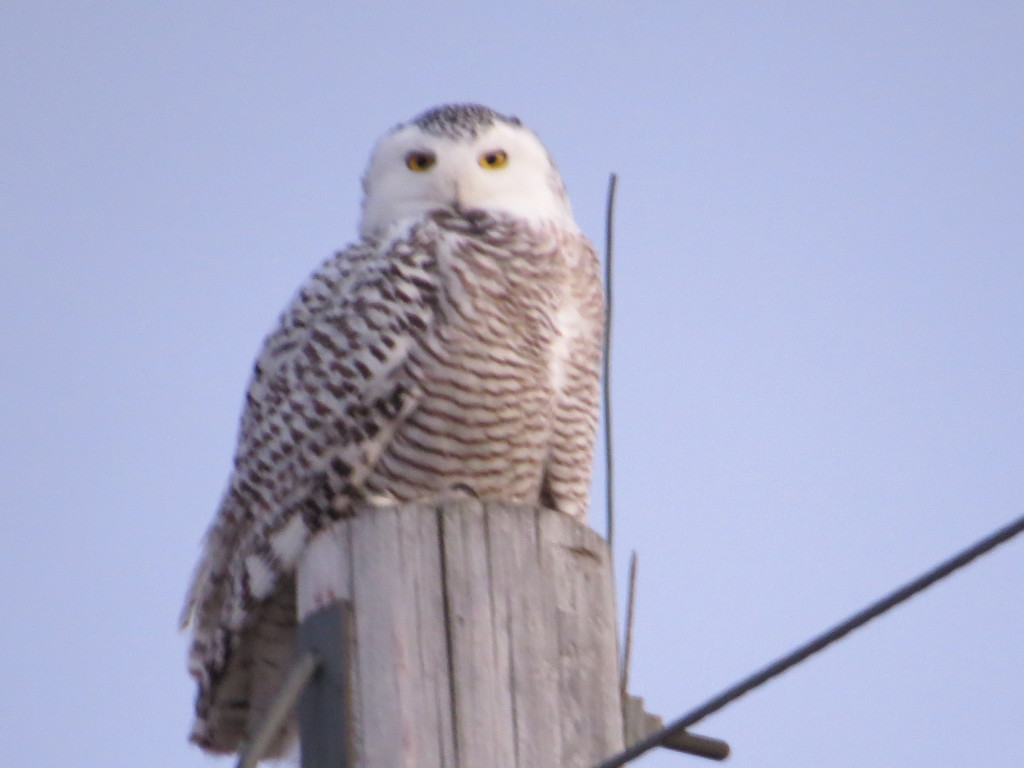 Snowy Owl Willmar