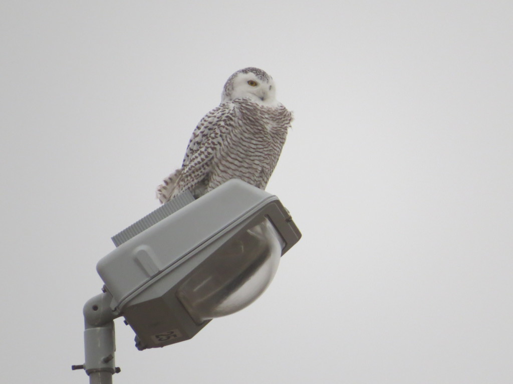 Wilma Snowy Owl