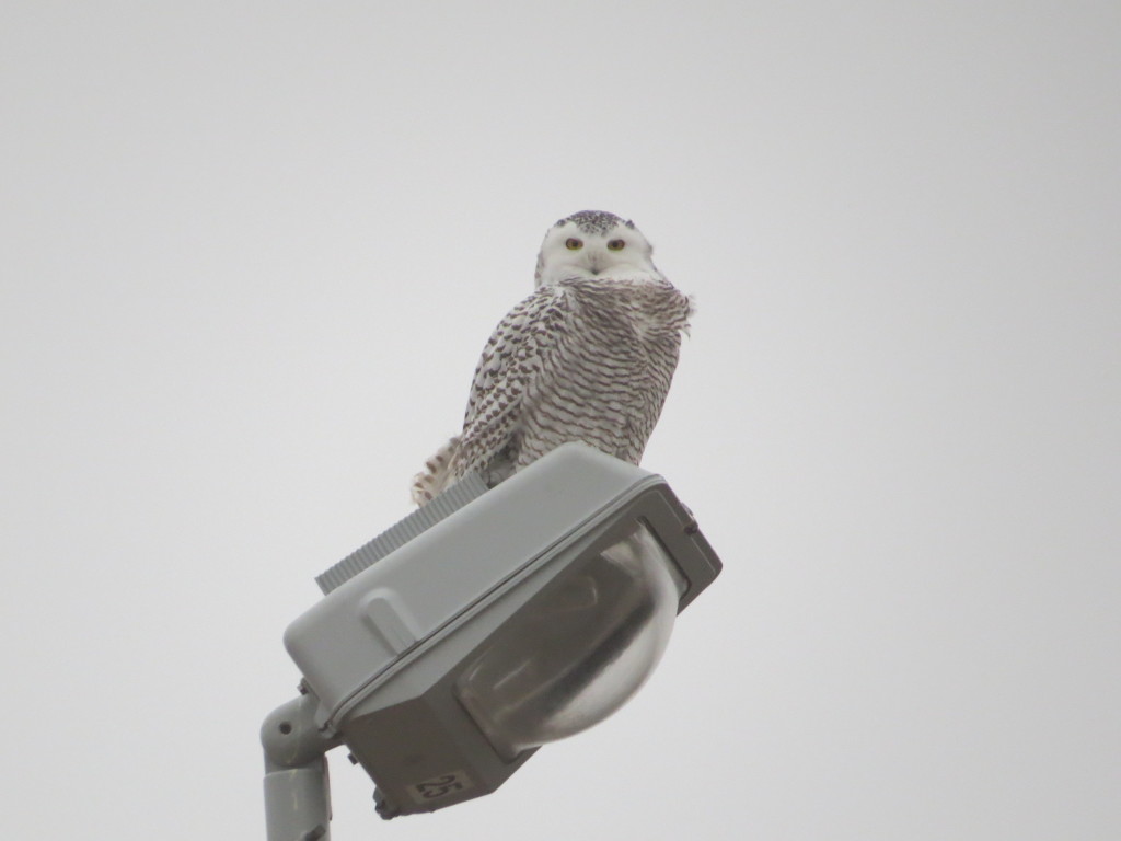 Wilma Snowy Owl