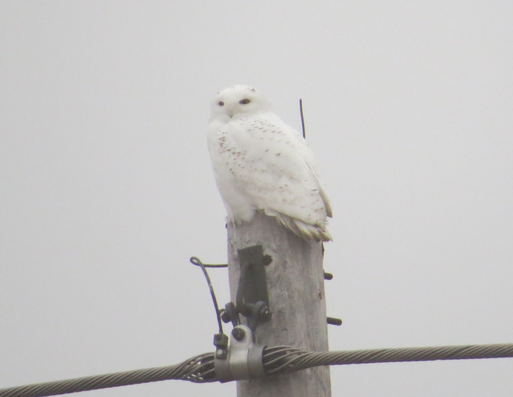 William Snowy Owl