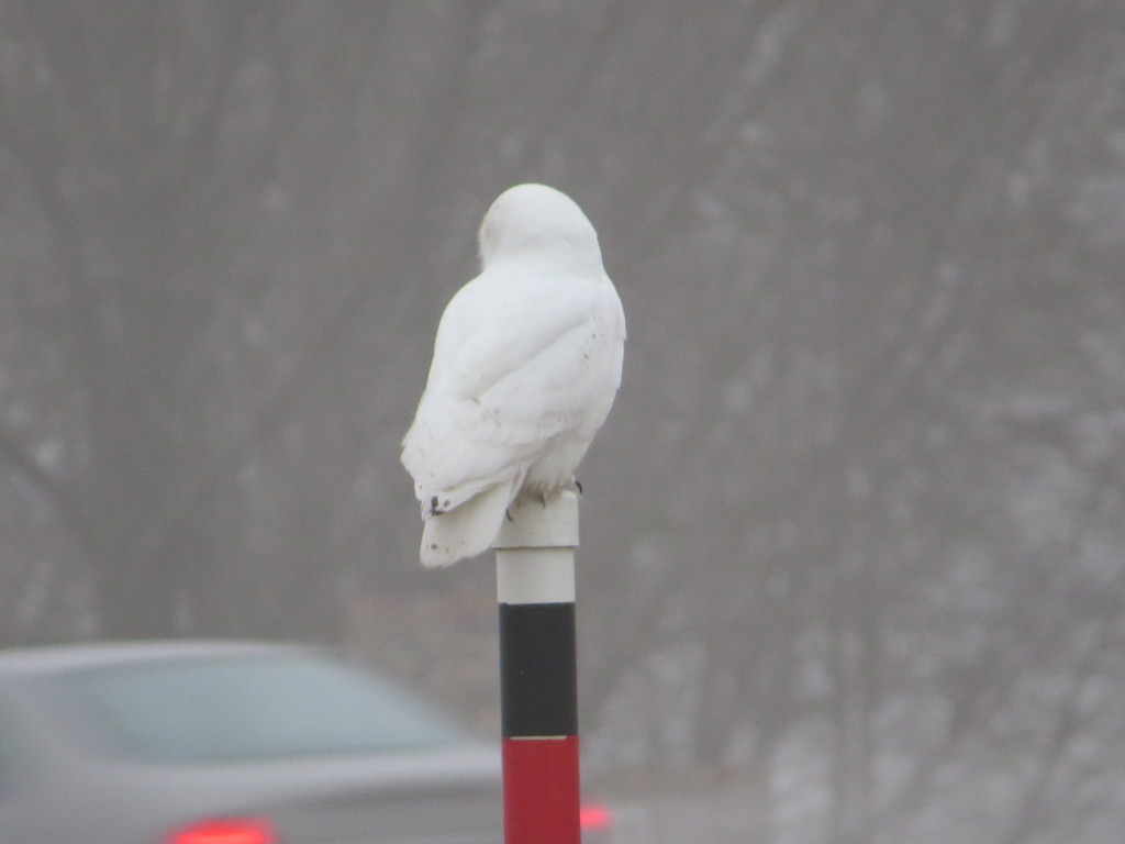 Wilbur Snowy Owl