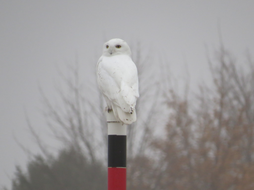 Wilbur Snowy Owl