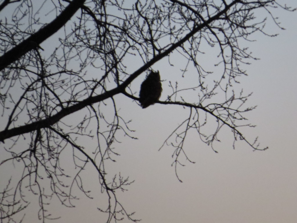 Great Horned Owl