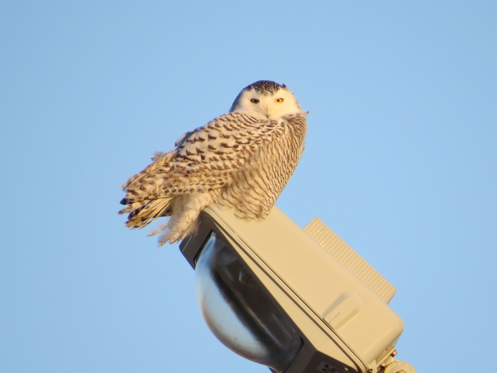 Willmar Snowy Owl