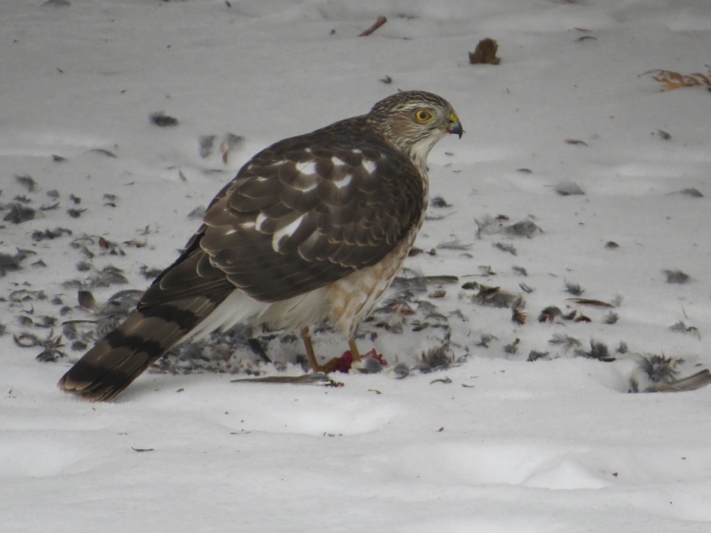 Sharp-shinned Hawk