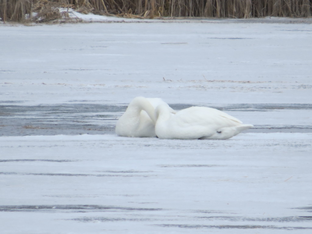 Trumpeter Swans