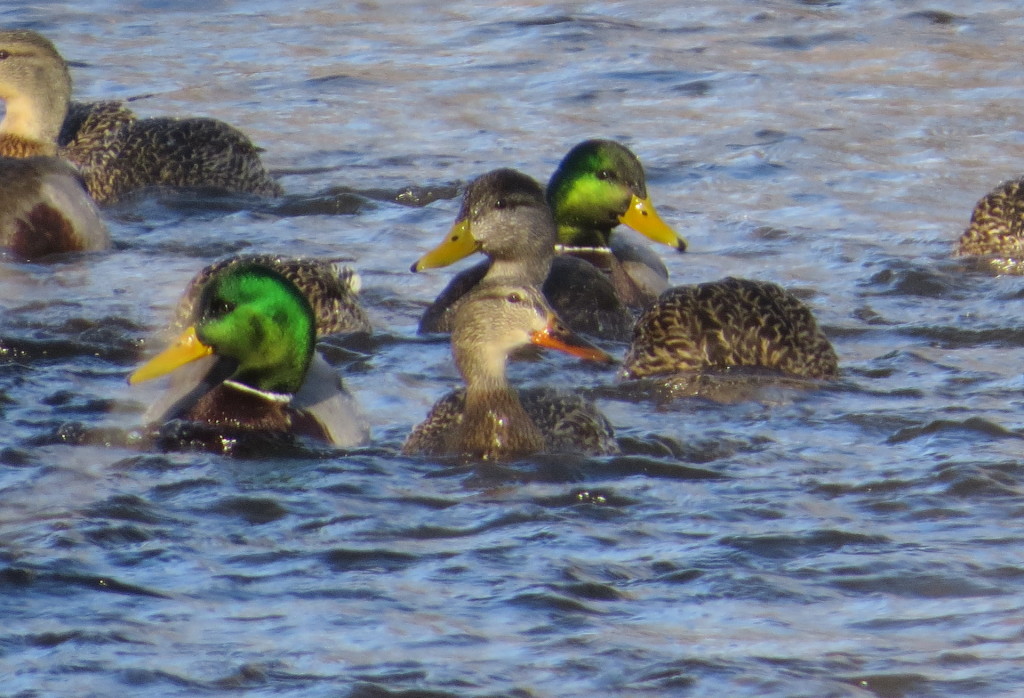 American Black Duck and Mallards