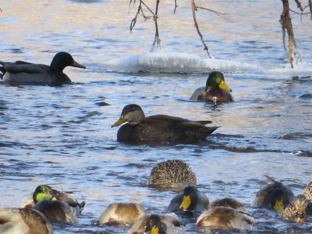 American Black Duck