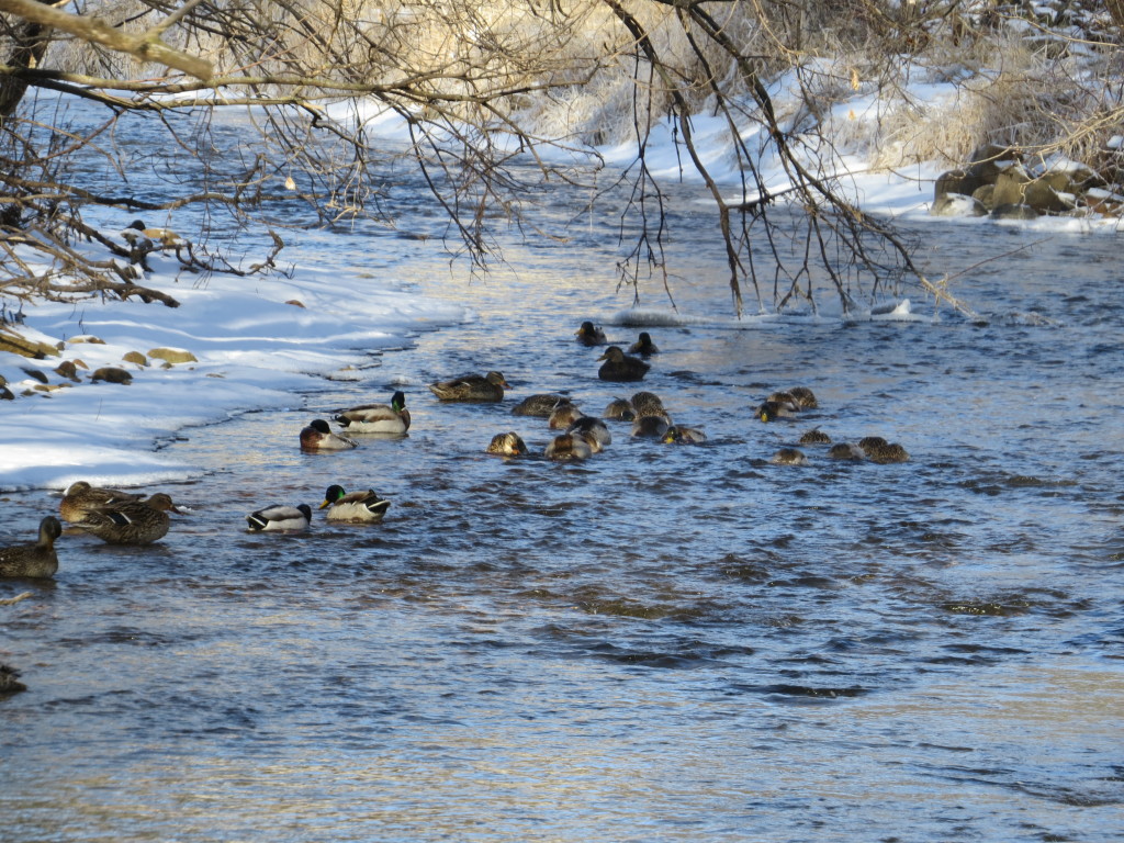 American Black Duck