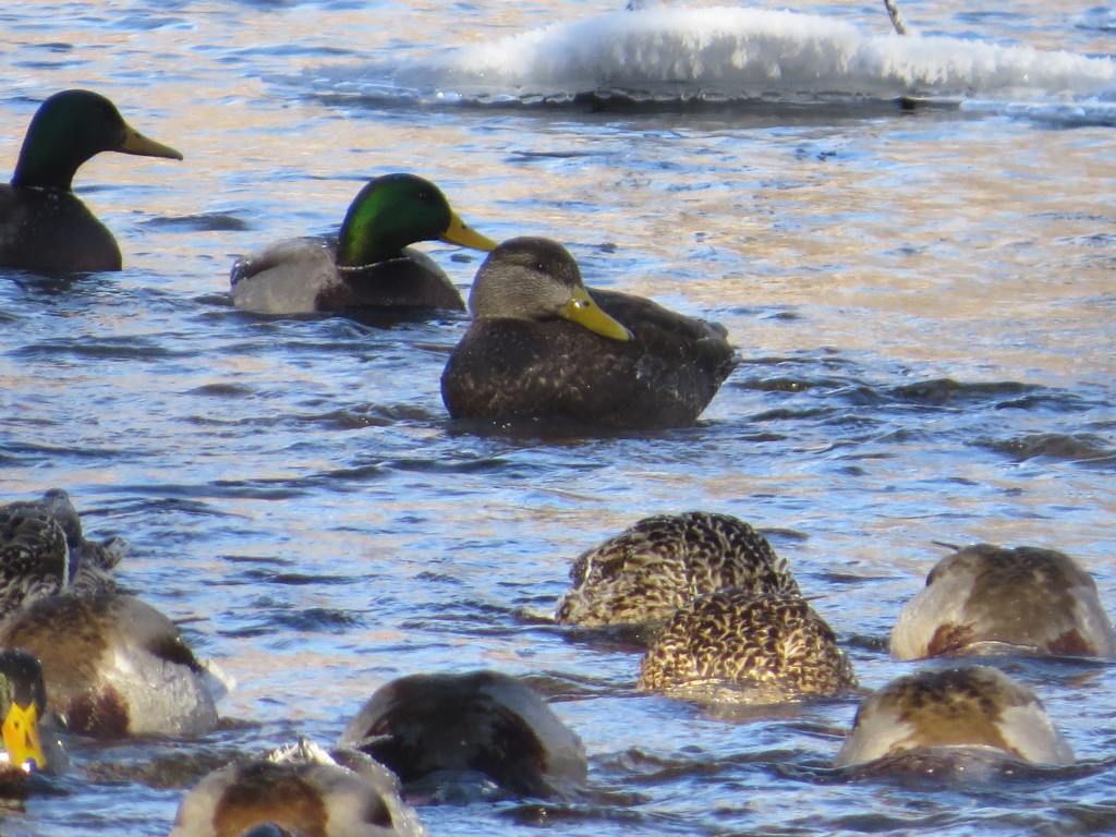 American Black Duck