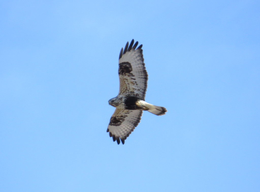 Rough-legged Hawk