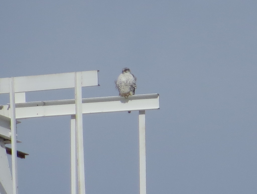 Gyrfalcon