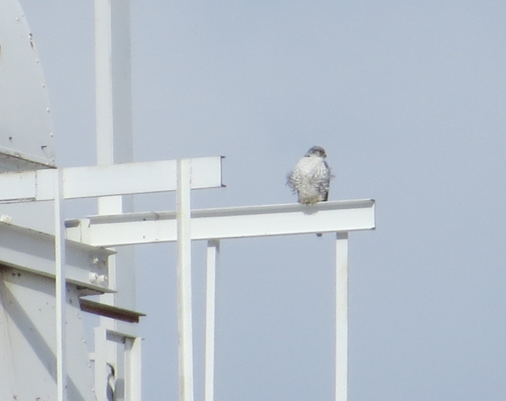 Gyrfalcon