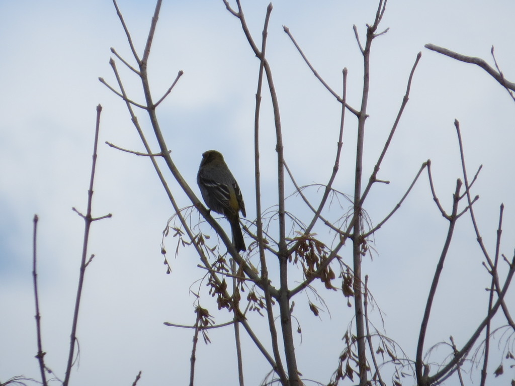 Pine Grosbeak