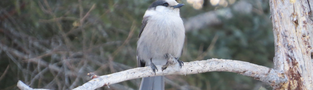 Gray Jay