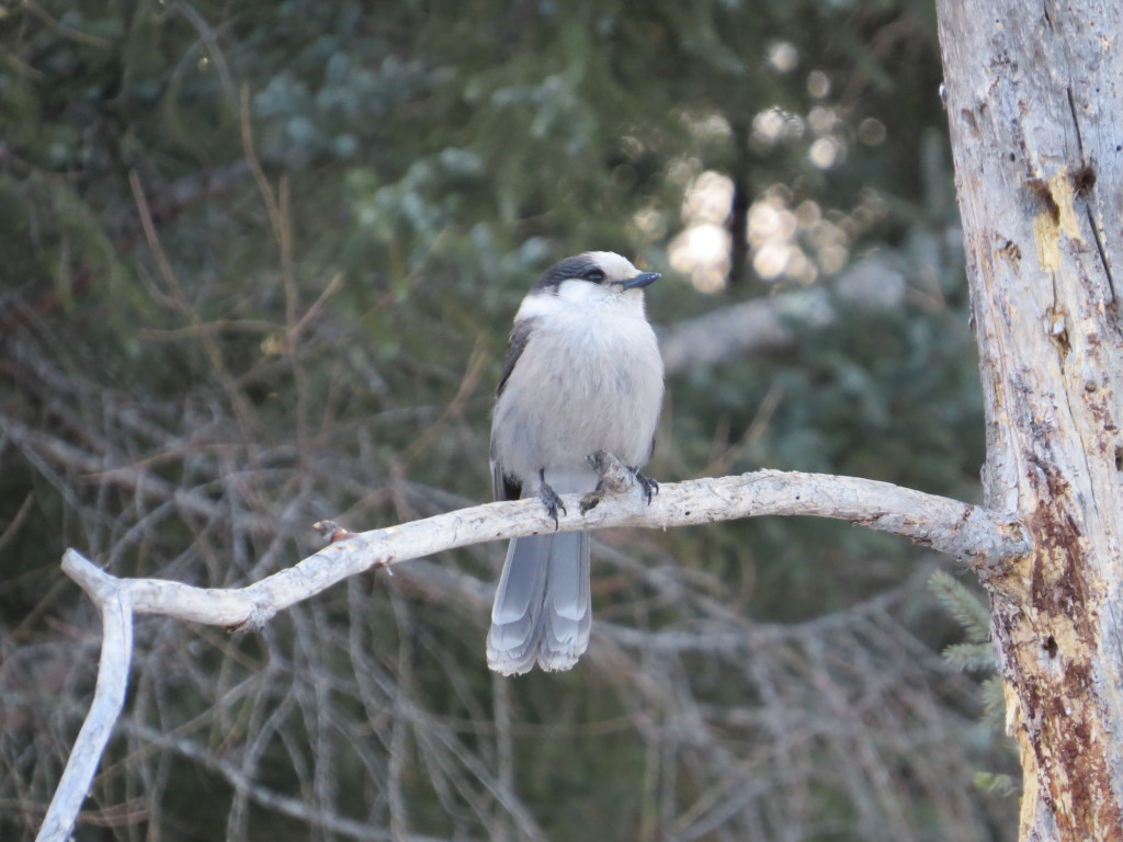 Gray Jay