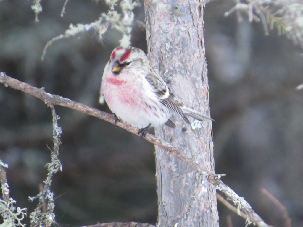 Hoary Redpoll