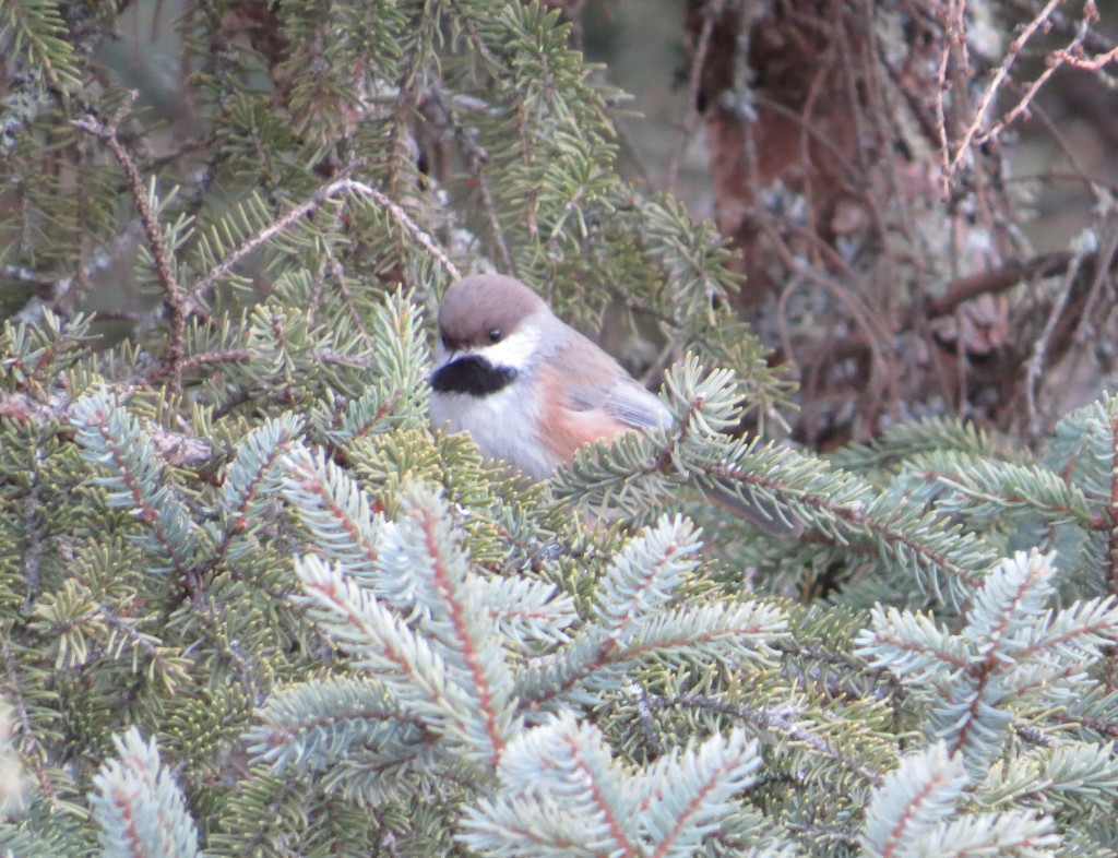 Boreal Chickadee