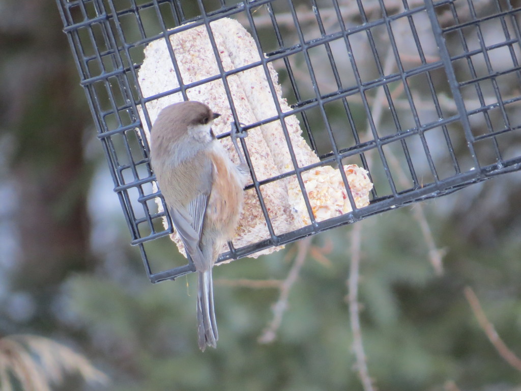 Boreal Chickadee