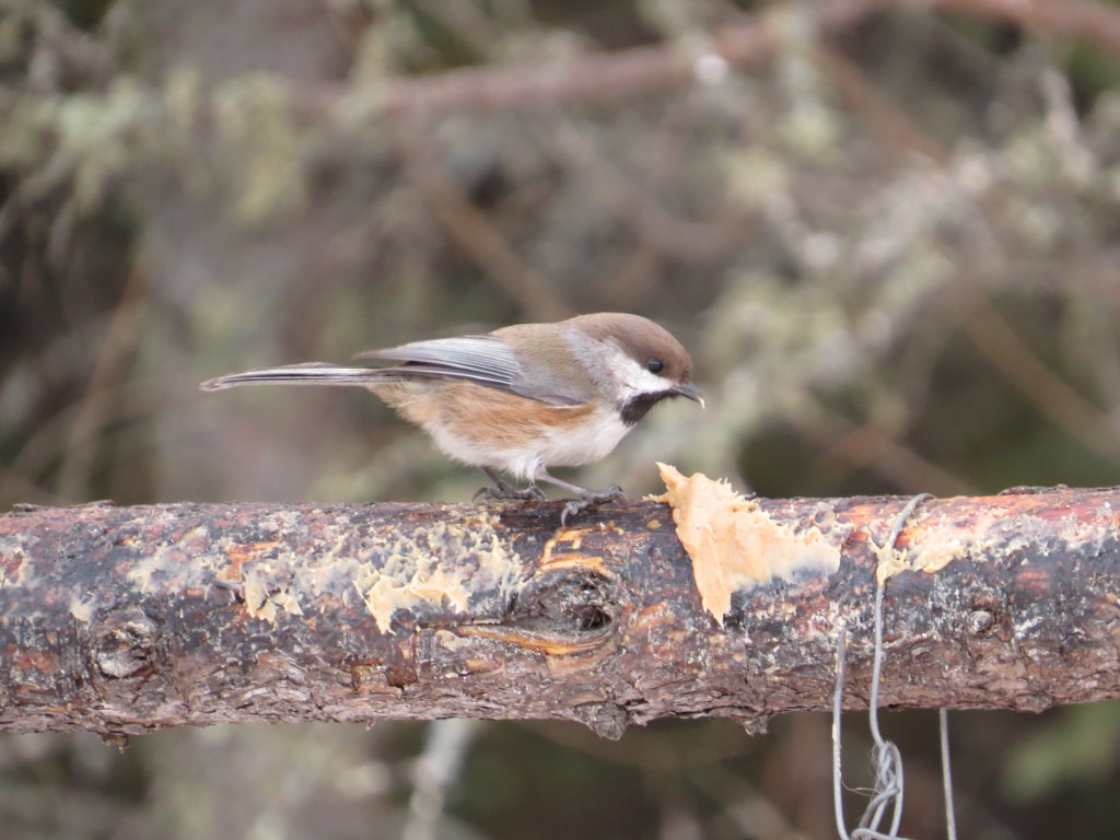 Boreal Chickadee