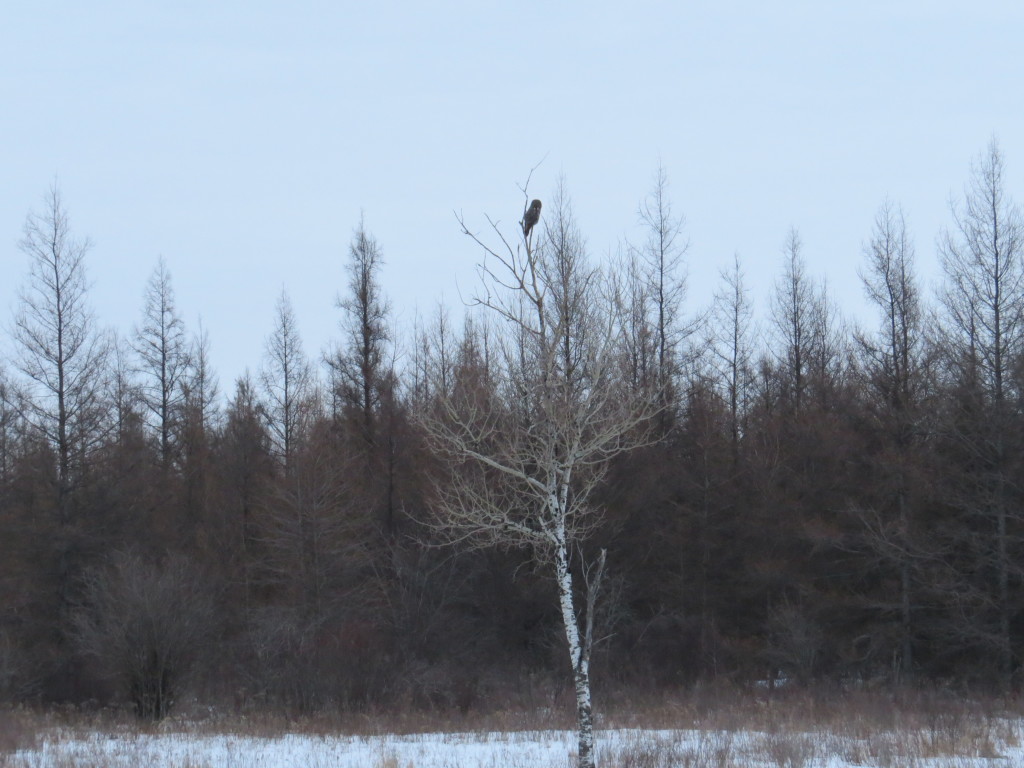 Great Gray Owl