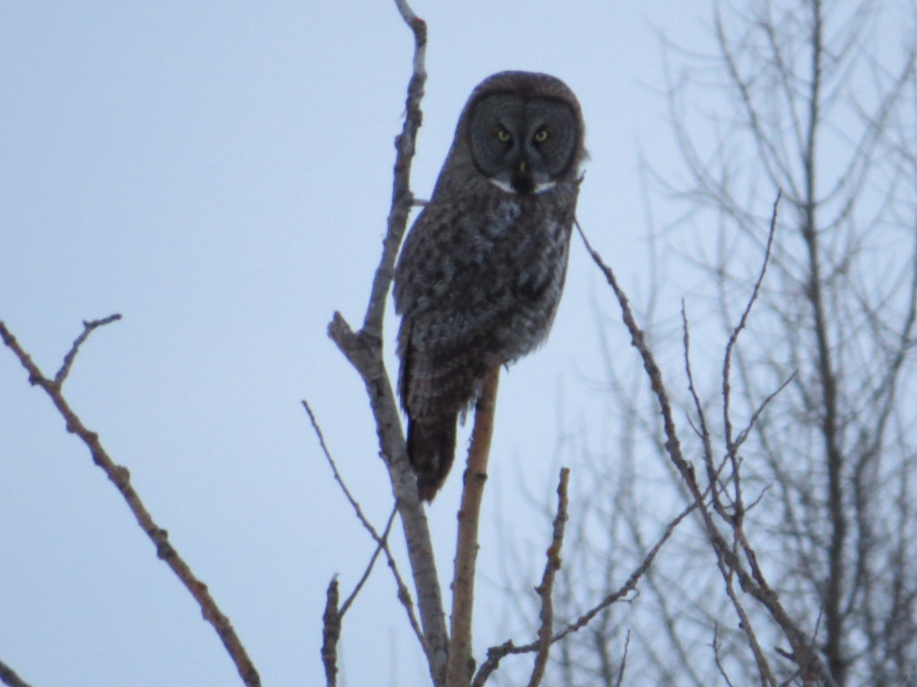 Great Gray Owl