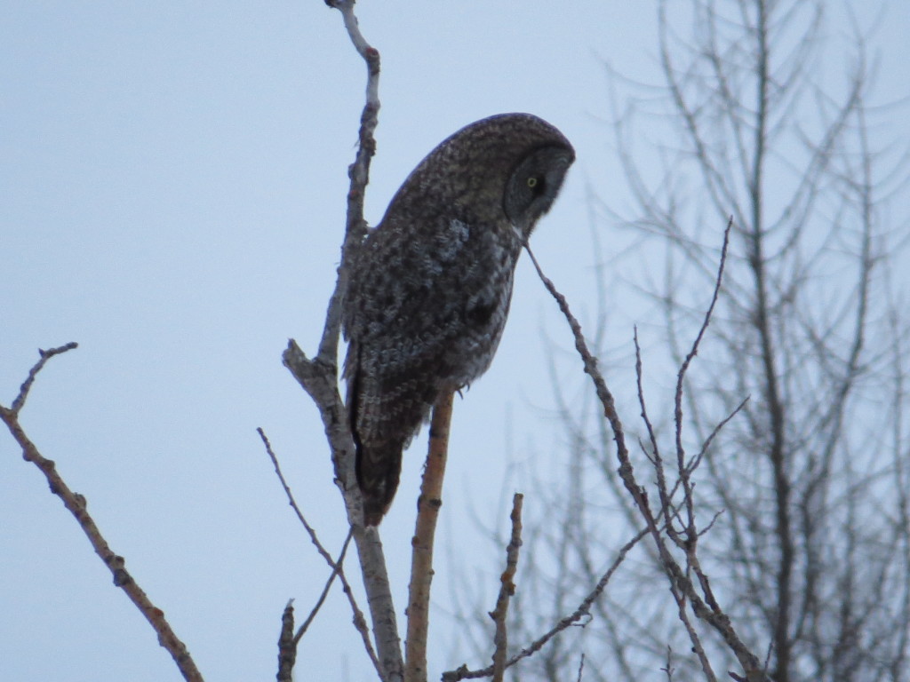 Great Gray Owl