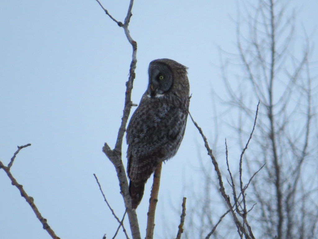 Great Gray Owl