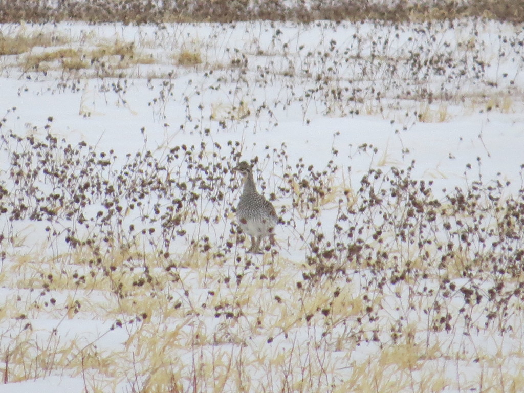 Sharp-tailed Grouse