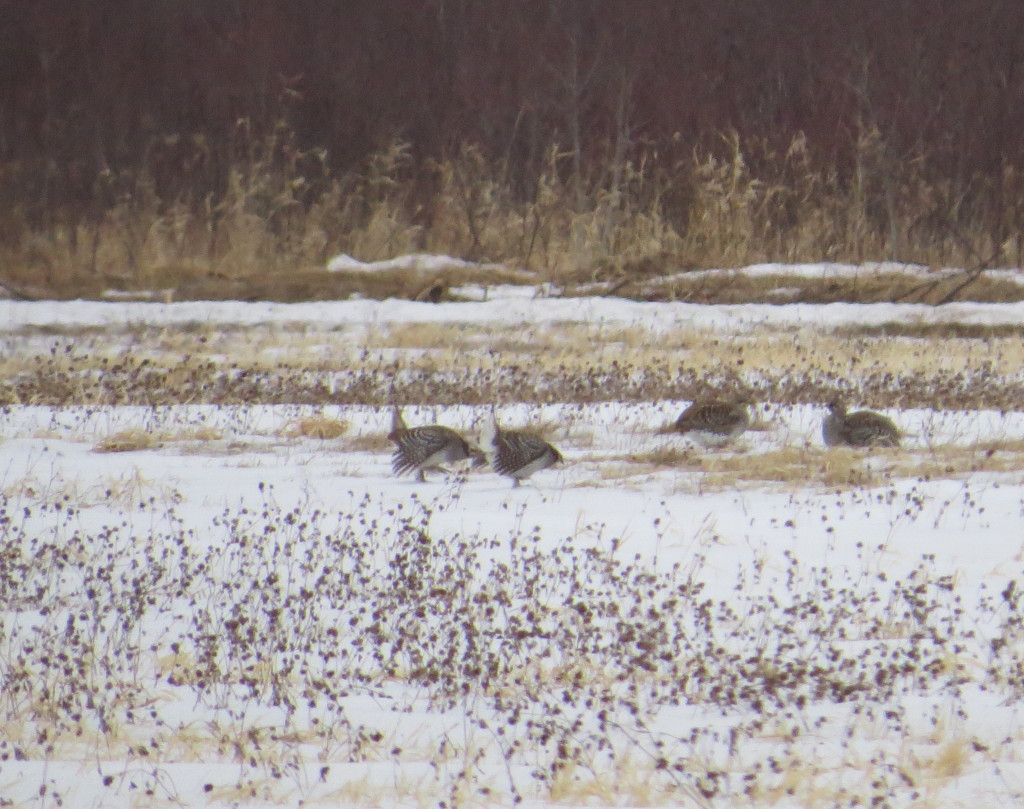 Sharp-tailed Grouse