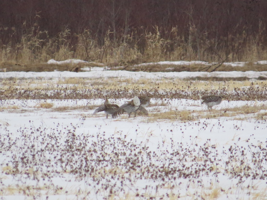 Sharp-tailed Grouse