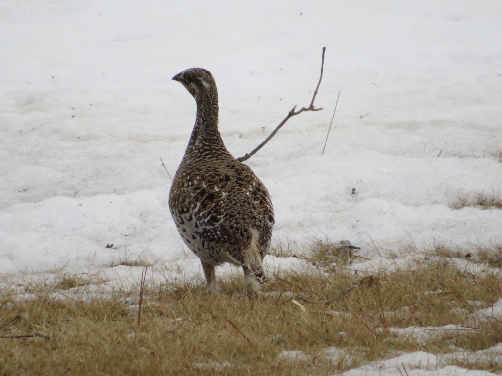 Sharp-tailed Grouse