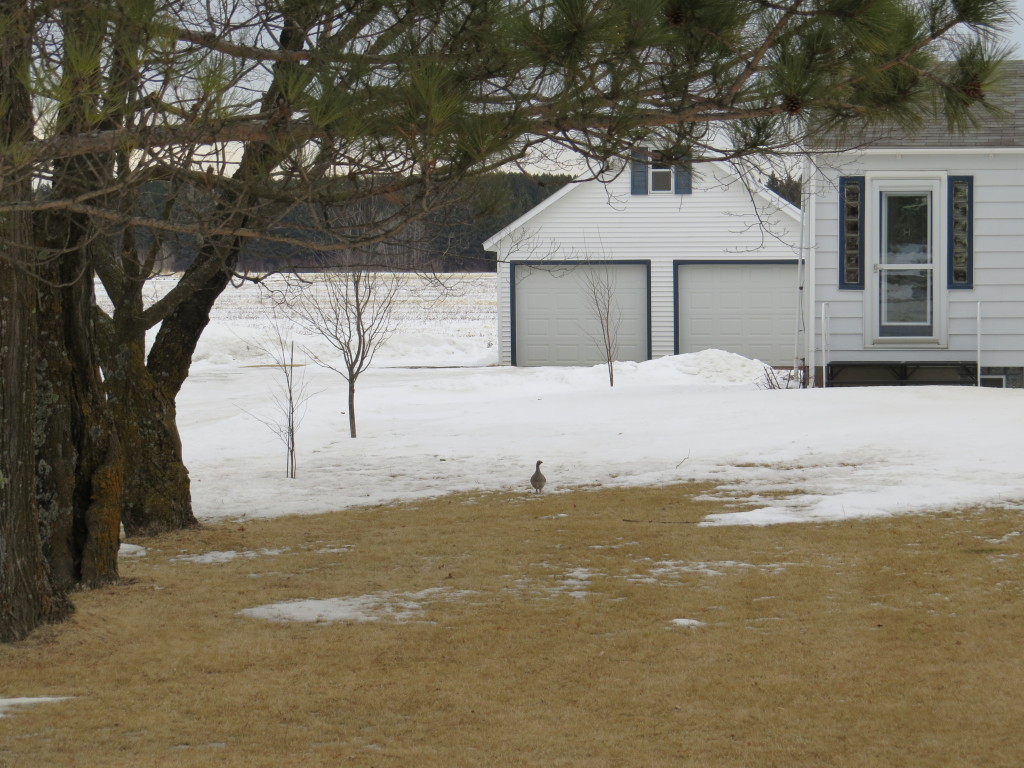 Sharp-tailed Grouse