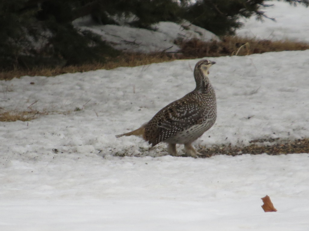 Sharp-tailed Grouse