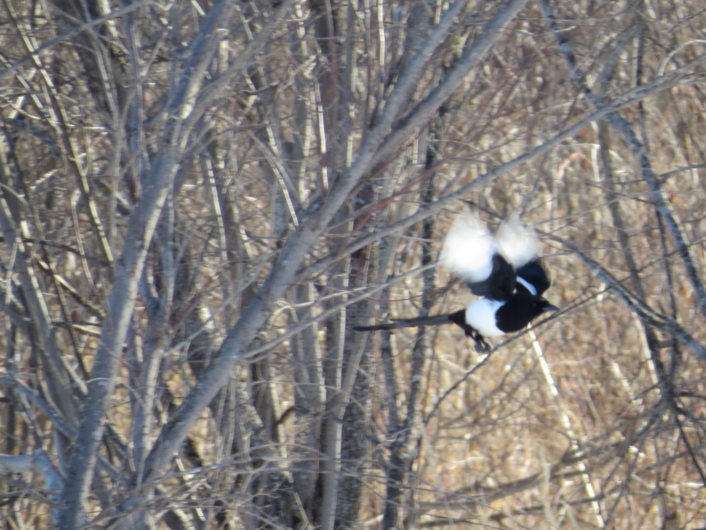 Black-billed Magpie